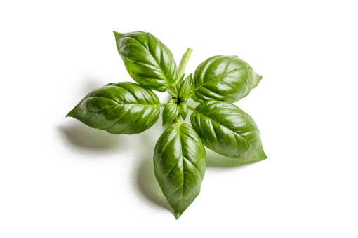 Albahaca