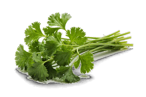 Cilantro